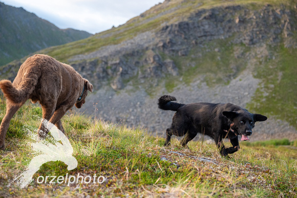 Arctic VW Up Over Hatcher Pass 2023-4344