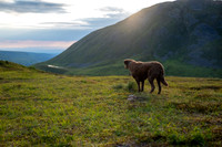 Arctic VW Up Over Hatcher Pass 2023-4337